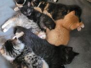 Zuckersüße Maine Coon Waldkatzen Mix Kitten - Bremerhaven