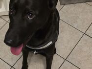 Loki - Verspielter Labrador-Mix sucht neues Zuhause mit Herz und Geduld - Nörvenich