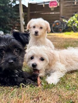 Hunde Welpe. Zuckersüß 🥰 - Weeze