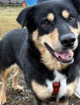 Menschenbezogener Hektor sucht - München