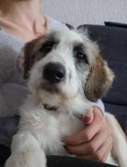 Die kleine Athena sucht noch ihr Zuhause - Dorsten