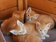 Kitten kleine roten Teufel - Beckedorf