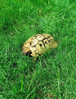Griechische Landschildkröte - Friedelsheim
