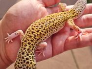 Leopardgeckos suchen liebevolles Zuhause - Achim