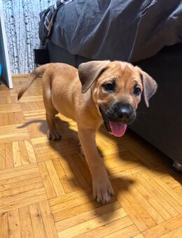 Boerboel / malinois mix - Ascheberg