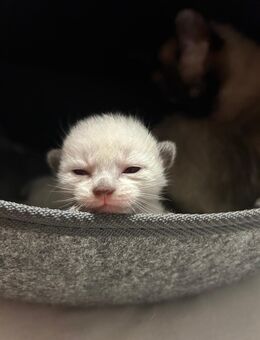 Nur für echte Katzenliebhaber Zwei süße Siam Kitten suchen ein liebevolles Zuhause und bitte nur an seriösen Menschen. - Stuttgart