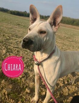 Chiara ein Prachtexemplar - Flörsheim-Dalsheim