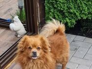 💜Leon 💜3-jähriger Kleinspitzmischling - Kassel