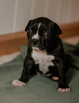Xl american bully - Gera