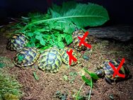 Maurische Landschildkröten - Halle (Saale)