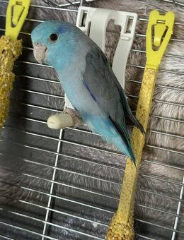 Sperlingspapagei Papagei Mählich zutraulich ohne käfig Jung aus Jahr 2025 gesund neugierig und aktiv - Willingshausen