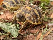 Biete Schildkröten Landschildkröten aus 2024 - Weichs