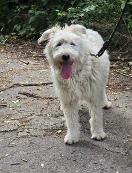 Perfekter Hund für aktive Familie ♥️RINA - München