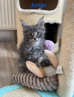 Maine Coon Kitten - Oberthal