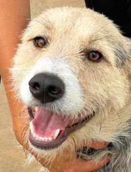 SPINO - so ein toller Hund! - Regensburg