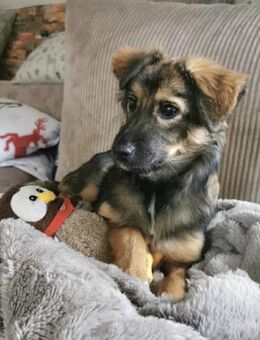 Daisy sucht ein Für-immer-Zuhause - Hemer