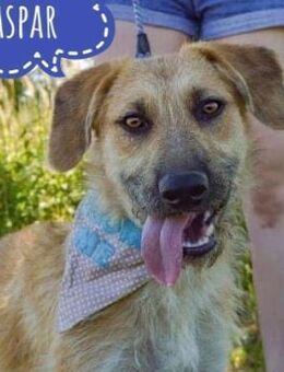 Gaspar ein toller freundlicher Bub - Flörsheim-Dalsheim