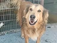 Solina - Gnadenbrotplatz gesucht - Weilheim (Oberbayern)