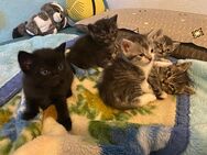 BKH Mix Kitten suchen liebevolles Zuhause - Bruchsal