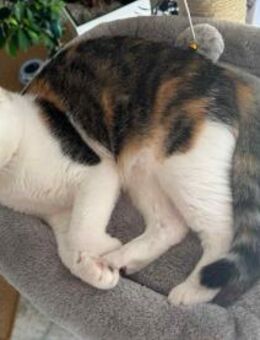 Kisa sucht neues Zuhause - Duisburg