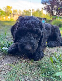 Zuckersüße Labradoodle Welpen - Amt Neuhaus