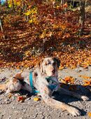 Labrador Mix Rüde abzugeben in 07318