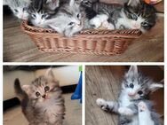 Reinrassige Norwegische Waldkatze Kitten Black Silver Tabby Classic White - Blankenfelde-Mahlow