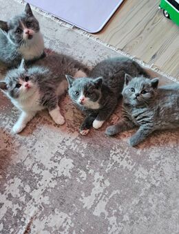 Süße BKH Kitten abzugeben - Frasdorf