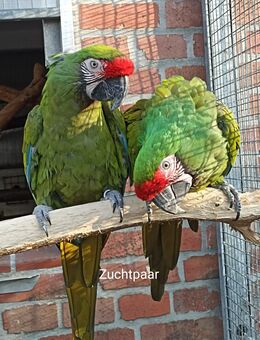 Biete 1 , 0 Kleinen Soldaten Ara von 25 an sehr zutraulich Teil Hand Aufzucht - Rahden