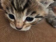 Bengal Kitten Mix Babykatze - Bad Salzuflen Papenhausen