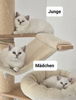 Reinrassige BKH Kitten mit blauen Augen - Limbach (Landkreis Westerwaldkreis)