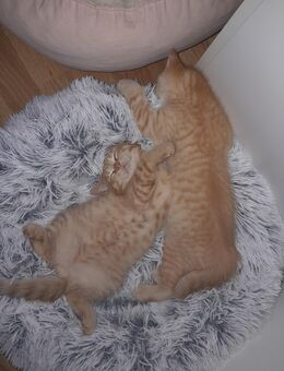 Süsse BKH-KITTEN - Köln