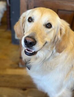 Kuschelbär Alex - Stuttgart