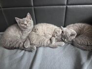 BKH Kitten bereit zum Auszug Britisch Kurzhaar - Bornheim (Nordrhein-Westfalen)