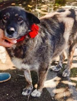 Lulu, freundliche Hündin sucht Familie - Unterföhring