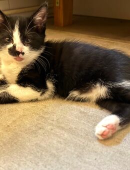 Katze / Kitten ab sofort abzugeben Kurilian Bobtail-Mix - Teuchern