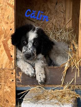 CĂLIN & TEDDY - Konstanz