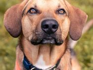 Freddi ein richtig toller Hundekumpel - München