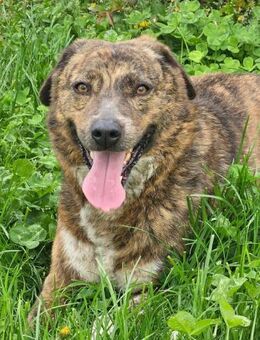 Kiara- neue Heimat gesucht - Nürnberg