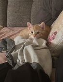 6-7 Monate alter Kater abzugeben bitte in Hände mit anderen Katzen in 22117