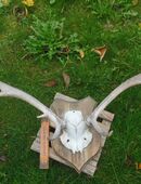 Großes Geweih in 87634