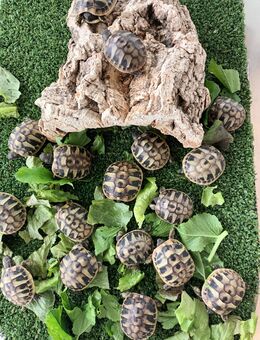 Schildkrötenbabies-Nachzucht 2025 mit CITES-Bescheinigung - Moorenweis