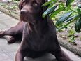reinrassiger Labrador Deckrüde in 94491