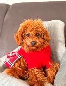 Toypudel Hündin 8 Monate alt in 45475