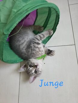Zauberhafte BKH-Kitten suchen ein neues Zuhause 🐱🐾 - Iserlohn