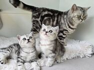 BKH Kitten Kätzchen Babykatze Weibchen - Lemgo