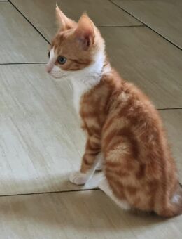 Babykatze Hauskatze kitten ekh - Tönisvorst