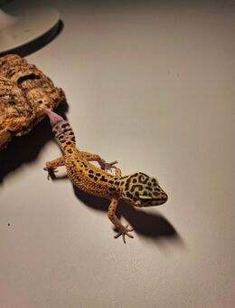 Leopardgecko Nachzucht abzugeben. - Gera