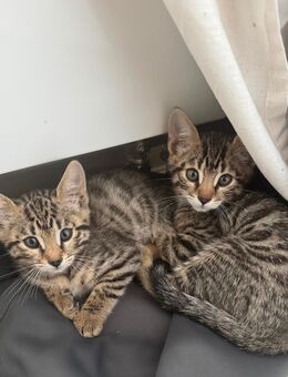 Katzenkinder Katzenbabys - Köln