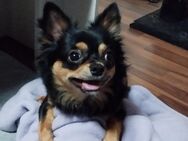 !!Notfall Chihuahua sucht ein neues Zuhause! - Bonn